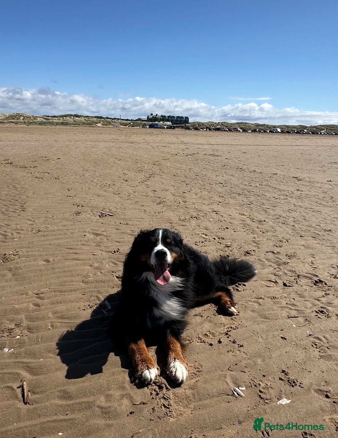 Bernese Mountain Dog dogs for stud: Gorgeous KC Registered Bernese Stud  in Christchurch - Advert 2