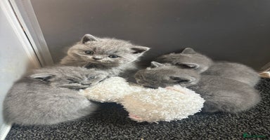 British Shorthair cats - Advert 15