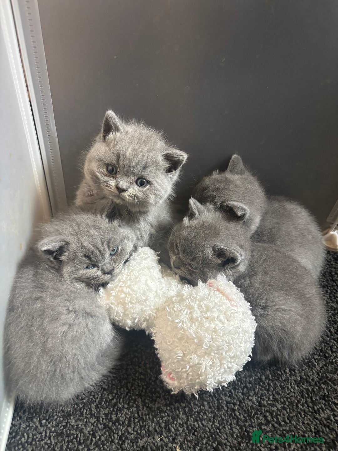 British Shorthair cats for sale: British blue shorthairs girls ready 10/8 - Image 2