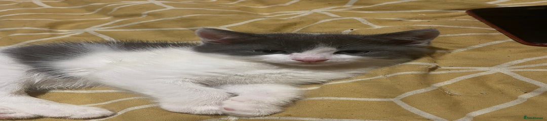White and grey male