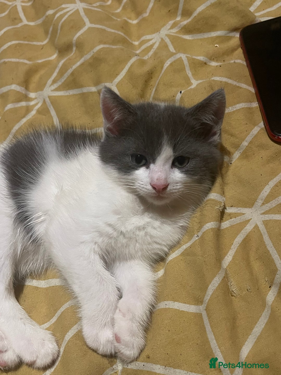 Mixed Breed cats for sale: 7 kittens for sale , all 6 months old  - Image 1