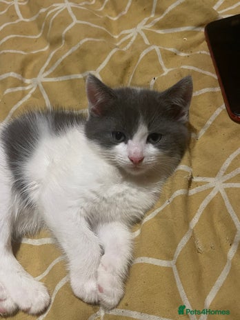 Mixed Breed cats for sale - Advert 1