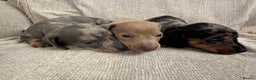 Miniature Dachshund dogs for sale: Miniature Dachshund puppies - Advert 8