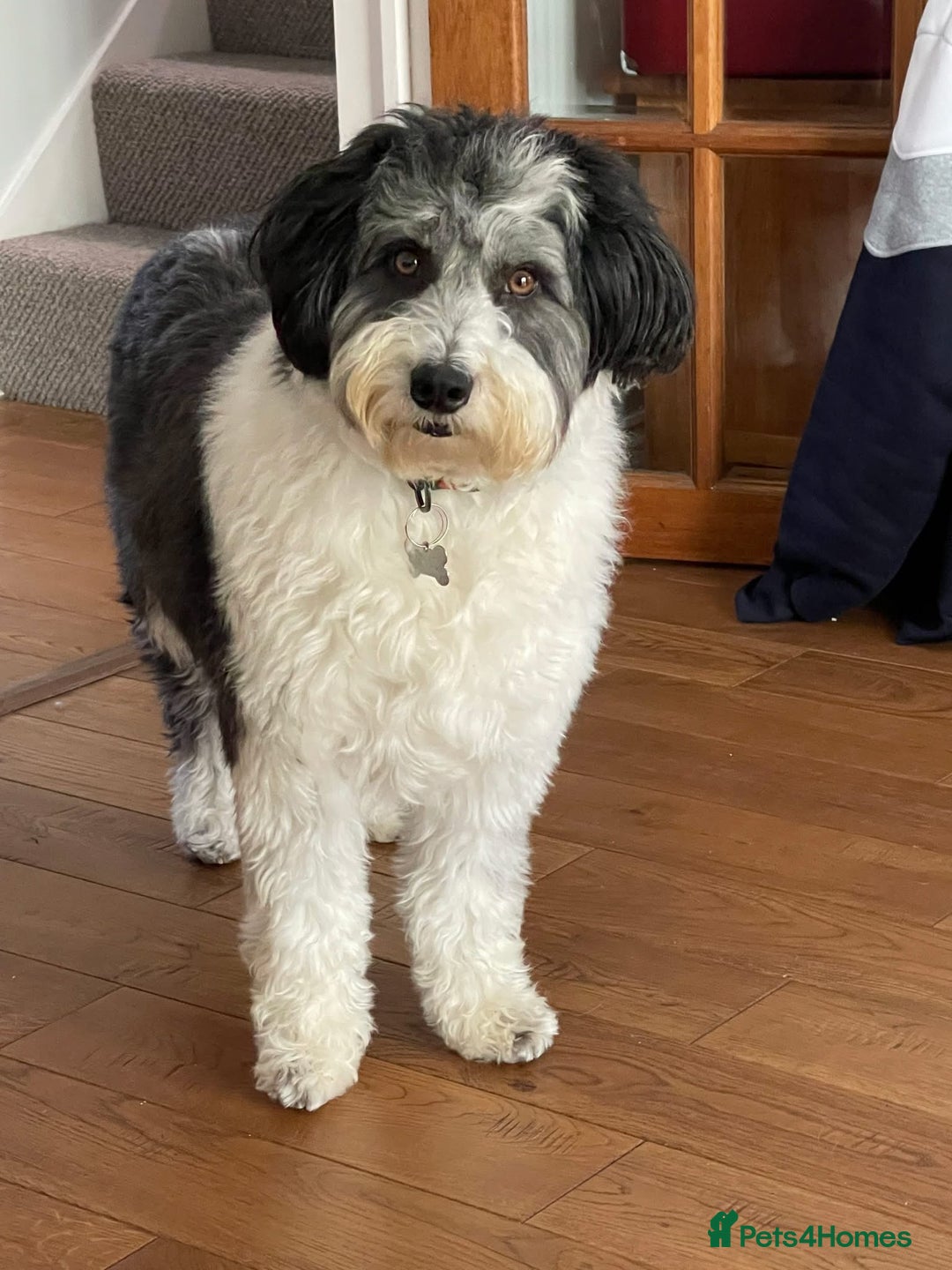 Bordoodle dogs for sale: F1 & F1b Bordoodle pups expected - Advert 29