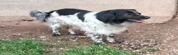 Mixed Breed dogs for adoption: Gorgeous Taco, a smallish mixed breed - Advert 7