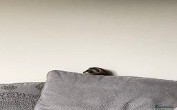 Ferret rodents for sale: 3 hobs here great pets and would make great worker - Image 2