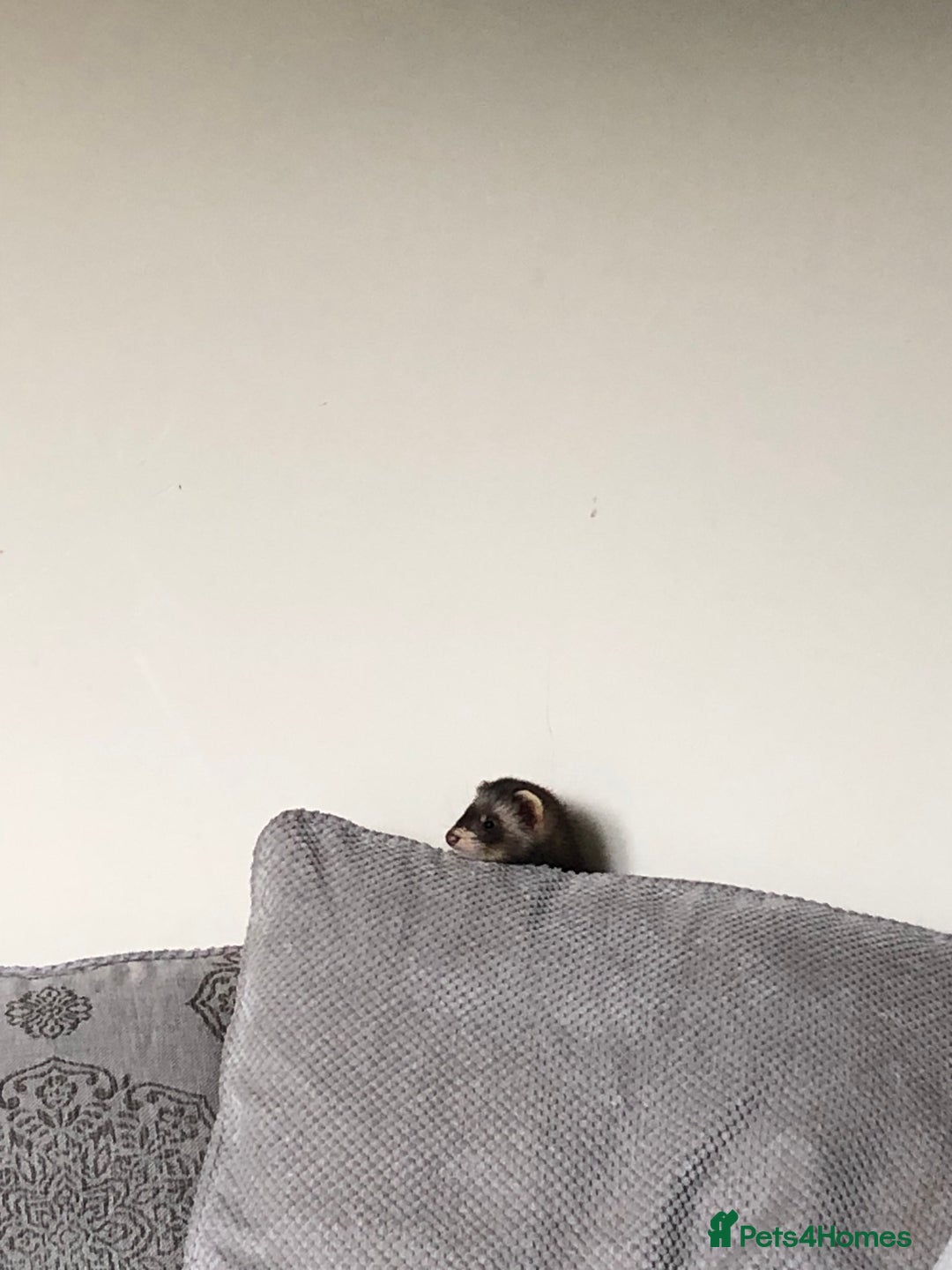 Ferret rodents for sale: 3 hobs here great pets and would make great worker - Image 2
