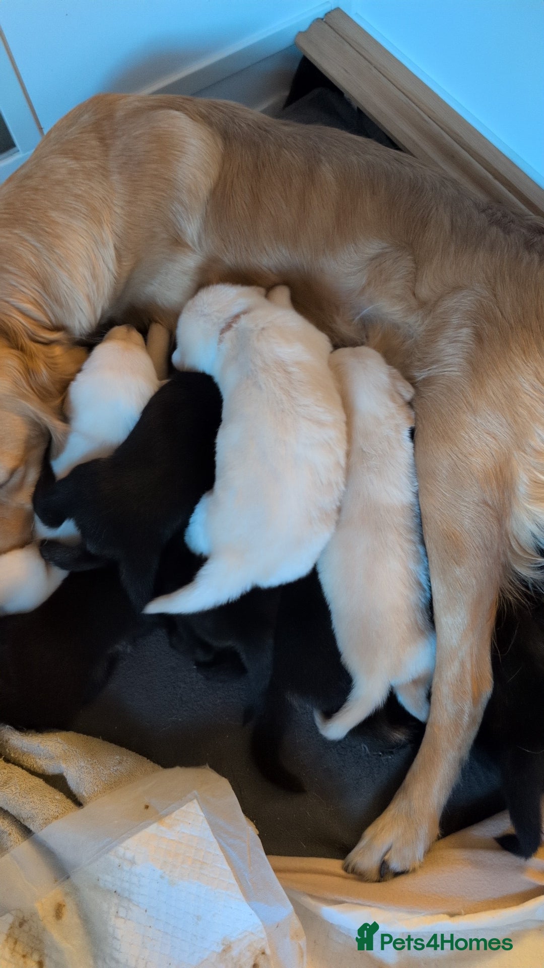Mixed Breed dogs for sale: Golden Shepherd Puppy female  - Image 6
