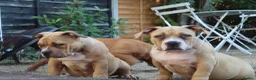 American Bully dogs for sale: American Pocket Bully’s  - Advert 24