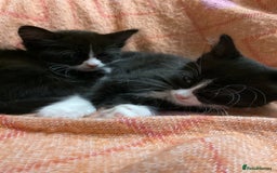 Mixed Breed cats for sale: siamese x siberian tuxedo kittens - Advert 26