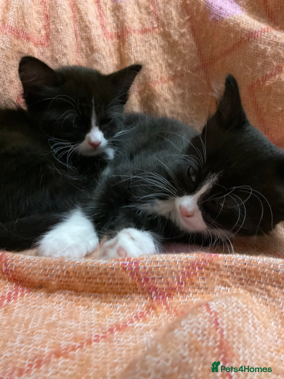 Mixed Breed cats for sale: siamese x siberian tuxedo kittens - Advert 26