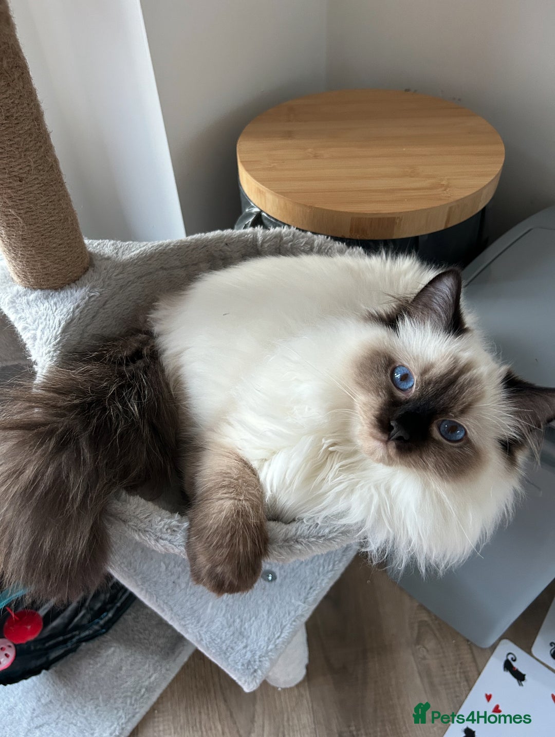 Ragdoll cats for sale: Ragdoll male Kittens For Sale - Advert 9