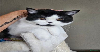 British Shorthair cats in Biggleswade - Advert 9