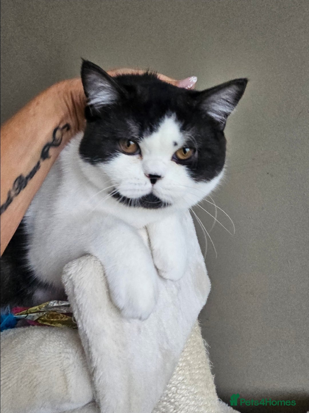 British Shorthair cats for sale: ✨SUPER CUDDLY BOY ✨ Total lap cat ✨ Rare colour ✨ in Biggleswade - Image 2