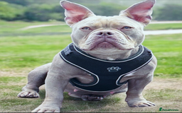Mixed Breed dogs for adoption: NELLIE 2yr old Mixed breed dog - Image 2