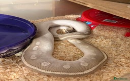 Python Snake reptiles for sale: Ball pythons  - Advert 2