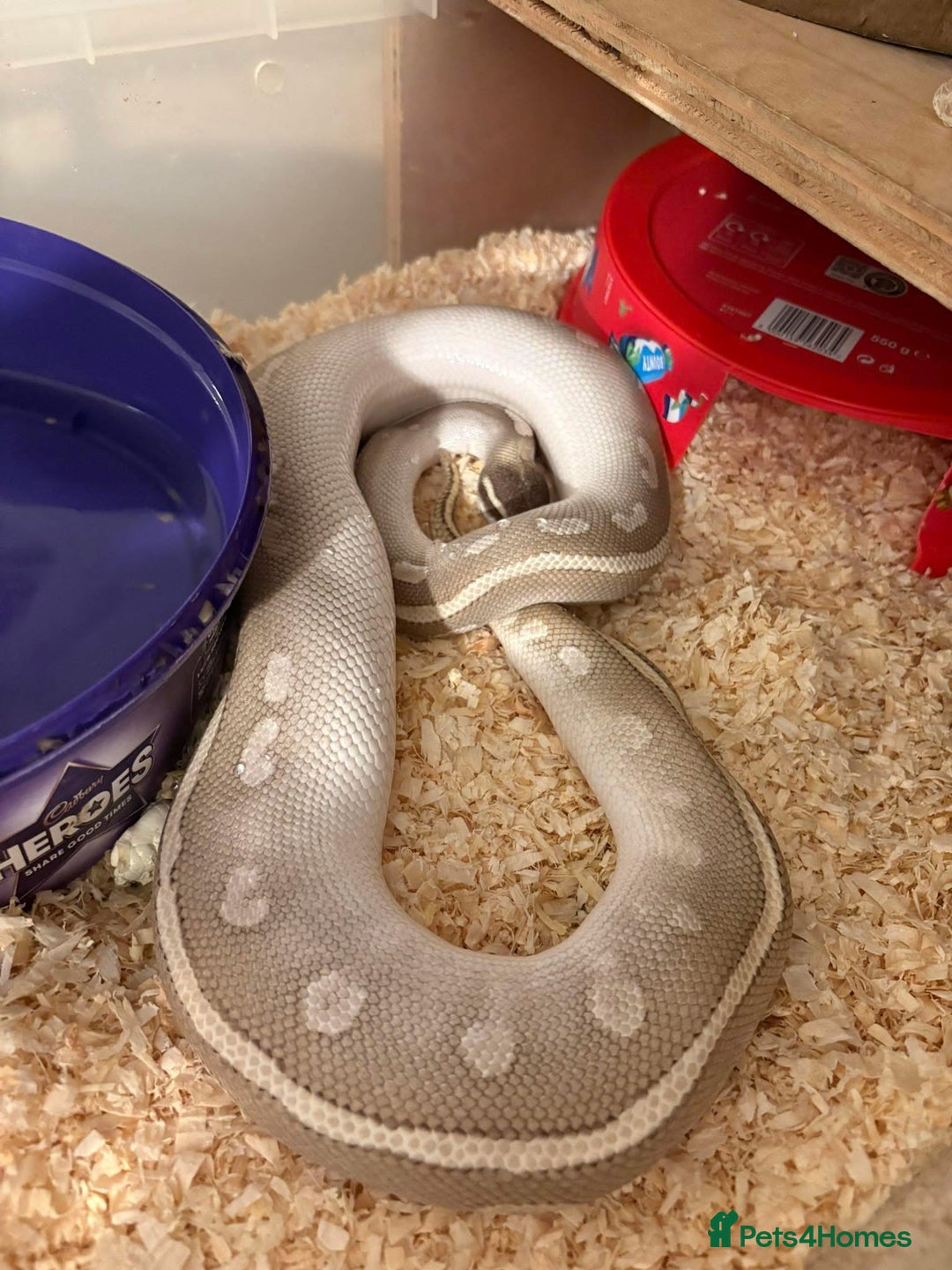 Python Snake reptiles for sale: Ball pythons  - Advert 2