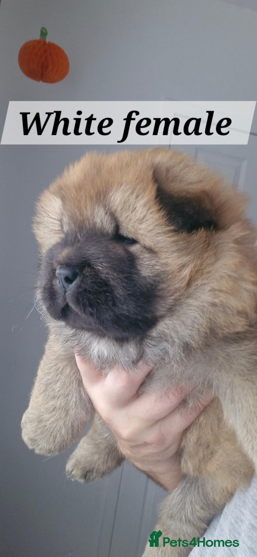 Chow Chow dogs for sale: BEAUTIFUL KC REGISTERED CHOW CHOW PUPPIES  - Advert 1