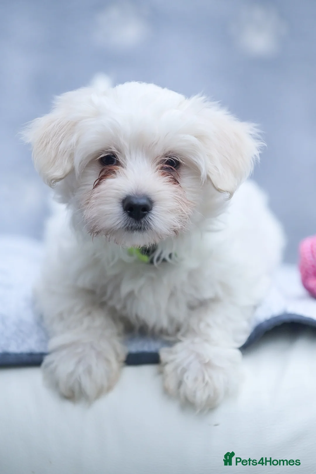 Maltese dogs for sale: Purebred Maltese Puppies – Loving Homes 🐶💛 - Advert 2