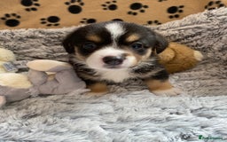Welsh Corgi Cardigan dogs for sale: WELSH CARDIGAN CORGI BABIES FROM 5 ⭐ LICENSED HOME - Image 6