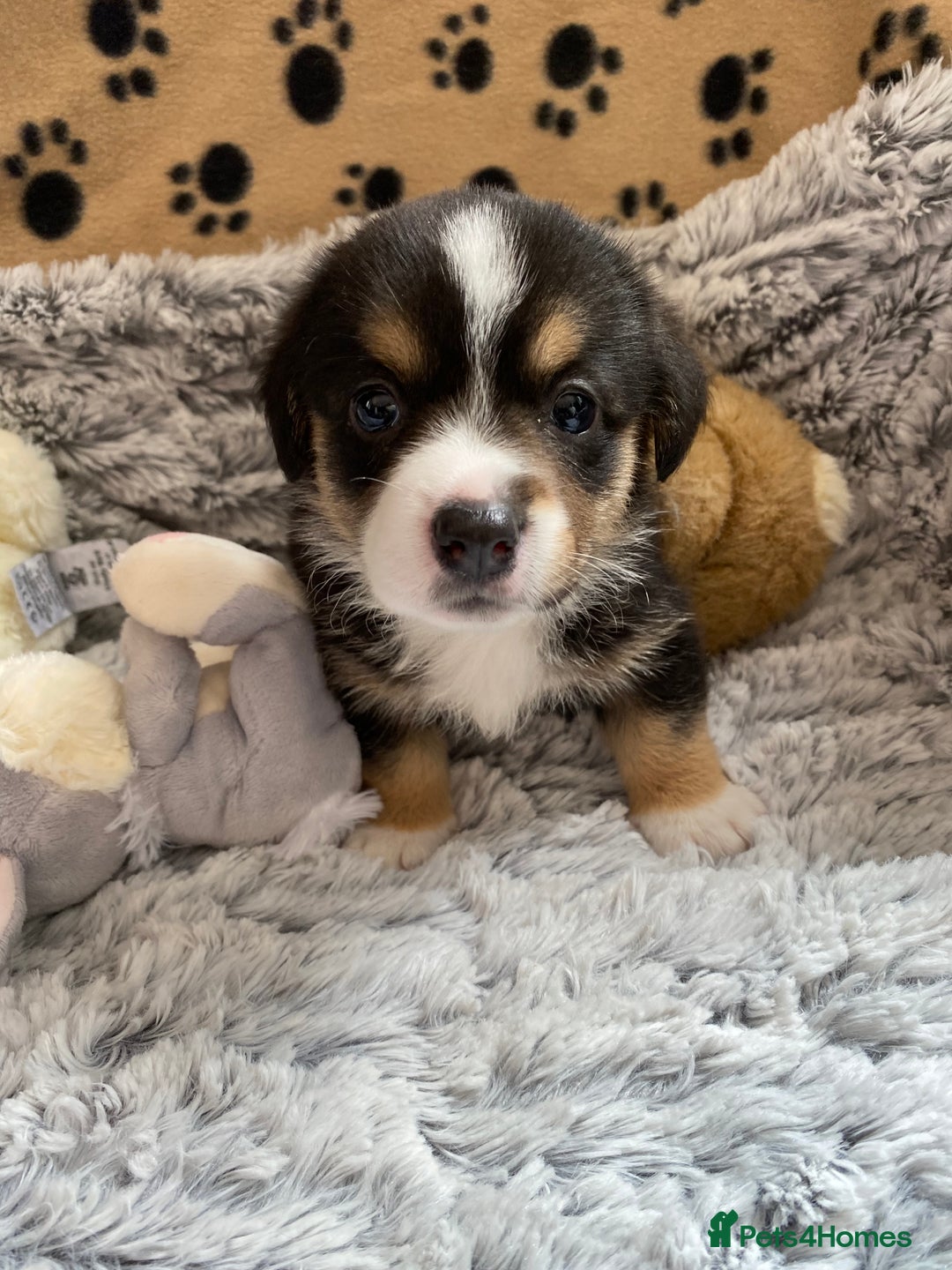 Welsh Corgi Cardigan dogs for sale: WELSH CARDIGAN CORGI BABIES FROM 5 ⭐ LICENSED HOME - Image 6