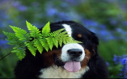Bernese Mountain Dog dogs for sale: Beautiful Girl looking for her forever home  - Image 5