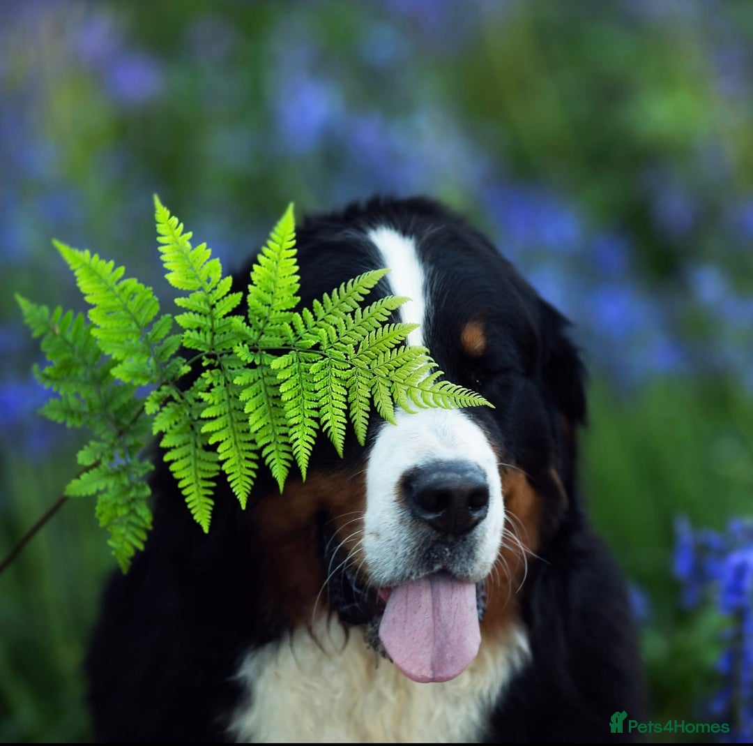 Bernese Mountain Dog dogs for sale: Beautiful Girl looking for her forever home  - Image 5