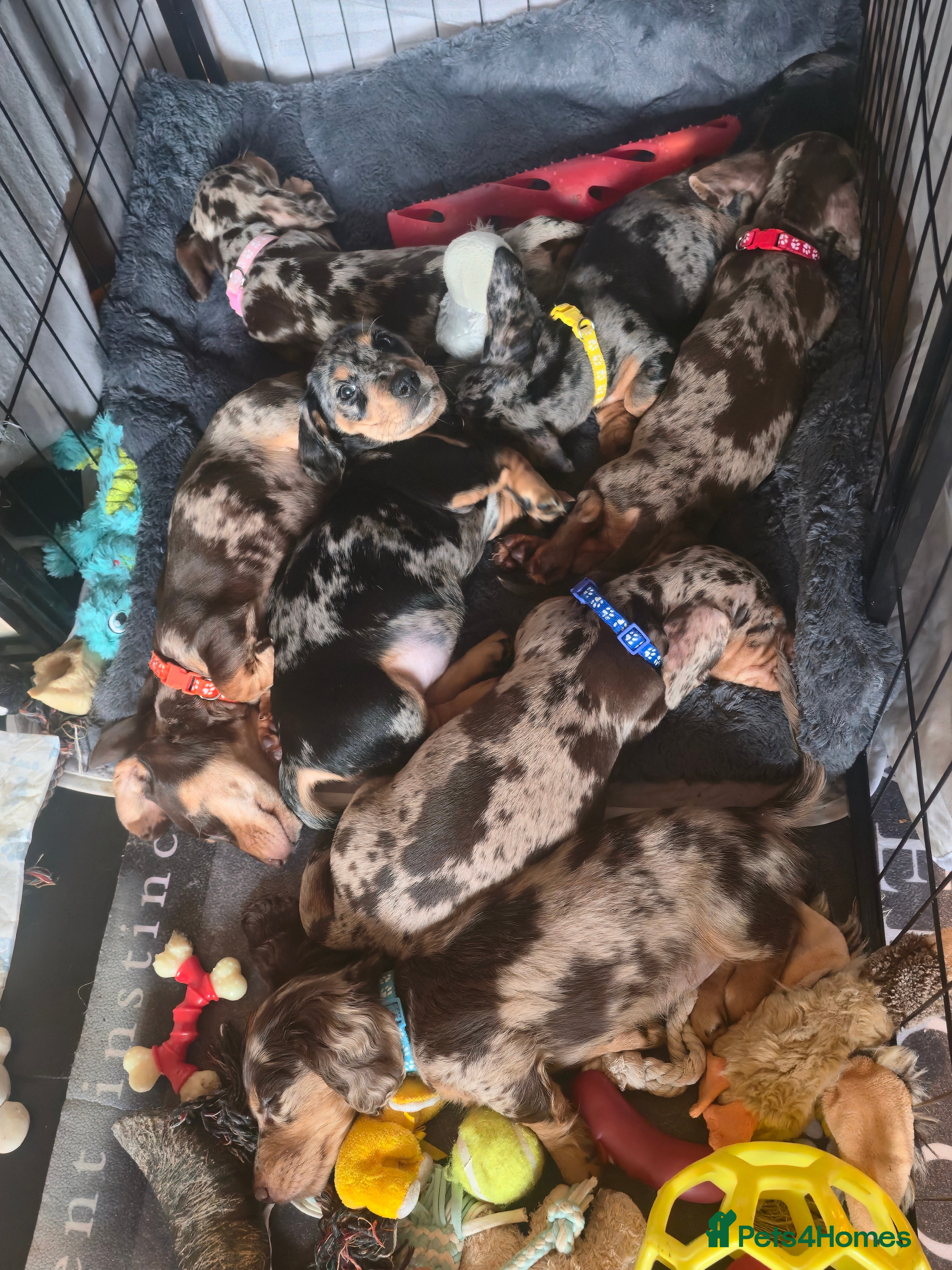 Miniature Dachshund dogs Adorable Mini Dachshund pups,KC Reg, DNA Tested in Poole - Advert 4