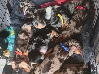 Miniature Dachshund dogs Adorable Mini Dachshund pups,KC Reg, DNA Tested in Poole - Advert 4