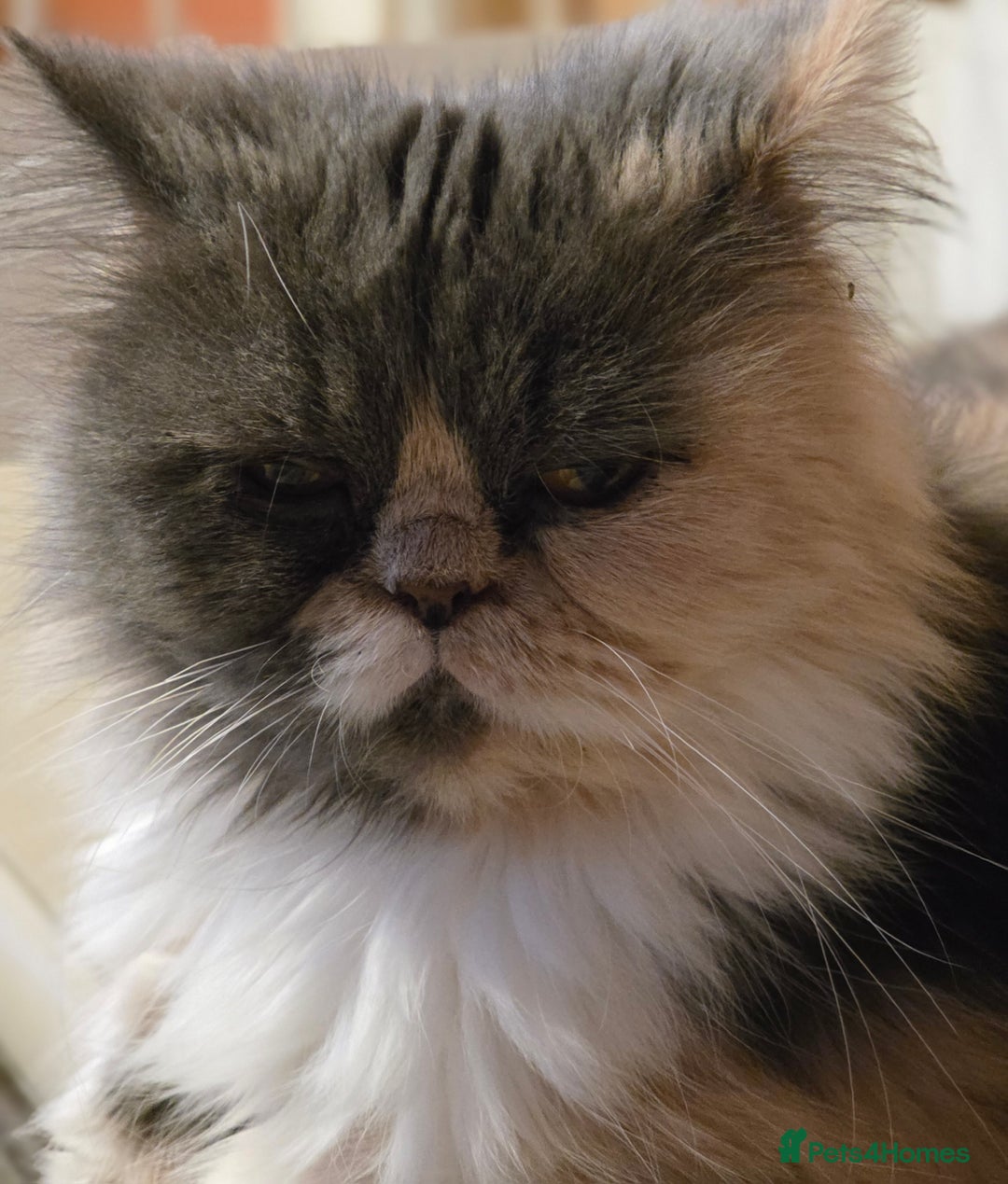 Persian cats for sale: Persian  - Image 40