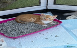 British Shorthair cats for sale: Adorable Kittens! - Image 11