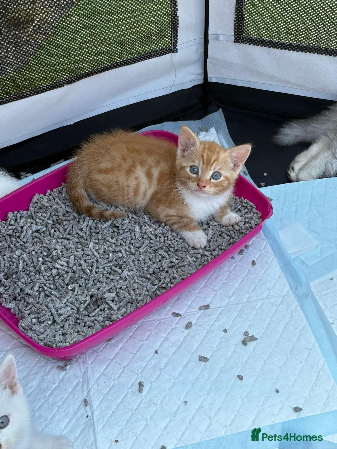 British Shorthair cats for sale: Adorable Kittens! - Image 11