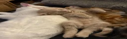 Bengal cats for sale: 5 beautiful mixed Bengal and Russian Angora. - Advert 16