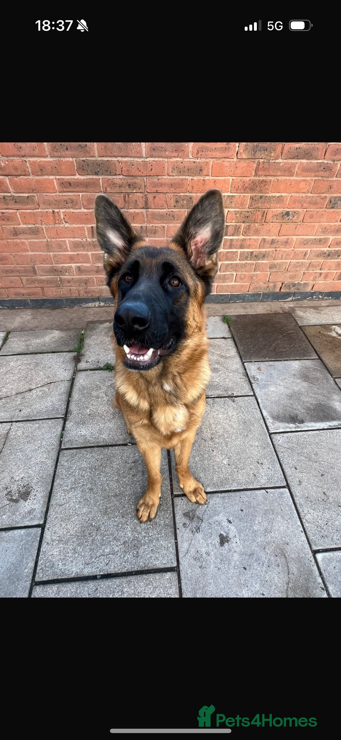 German Shepherd dogs 1 Year Old German Shepherd Females - Advert 13