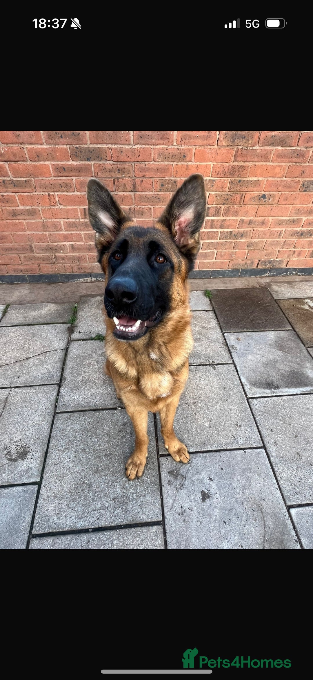 German Shepherd dogs for sale: 1 Year Old German Shepherd Females - Image 1