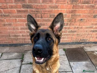 German Shepherd dogs 1 Year Old German Shepherd Females - Advert 4