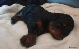 Jackapoo dogs for sale: Jackapoo x Asian toy poodle F1B - Image 12