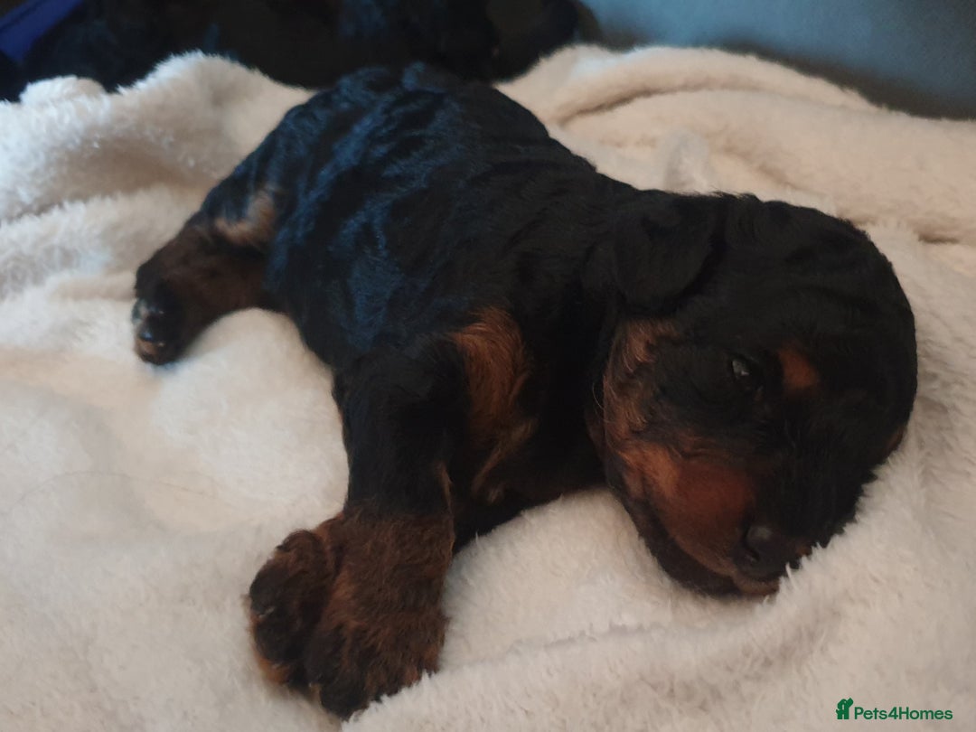Jackapoo dogs for sale: Jackapoo x Asian toy poodle F1B - Image 12
