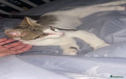 Mixed Breed cats for sale: Female Kitten for sale  - Image 1
