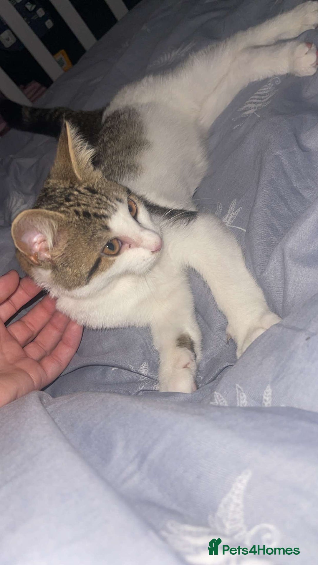 Mixed Breed cats for sale: Female Kitten for sale  - Image 1