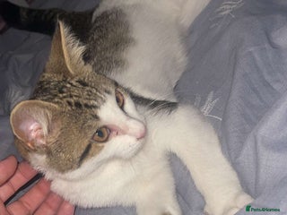 Mixed Breed cats - Advert 5