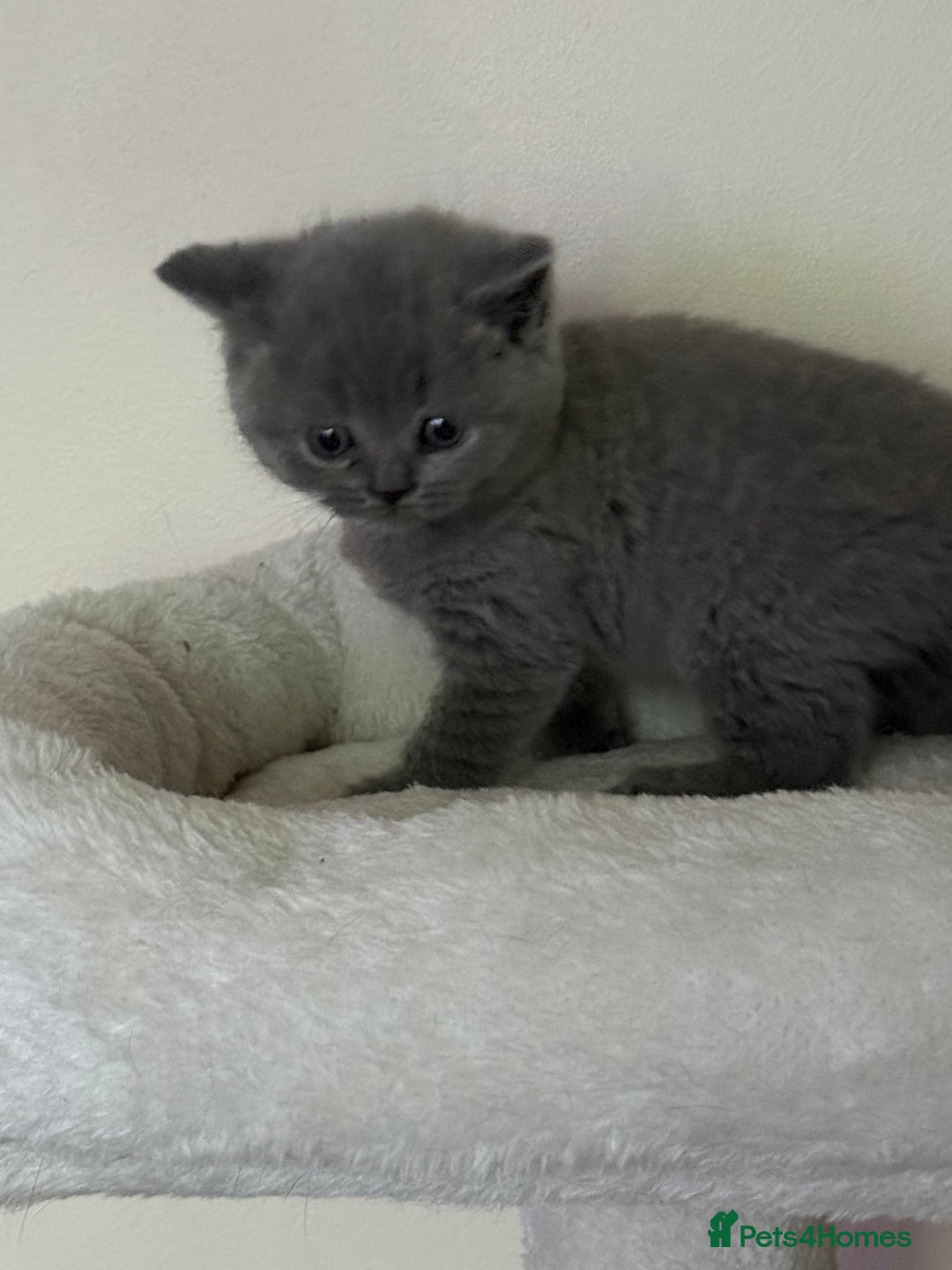 British Shorthair cats for sale: british shorthair kittens  - Advert 12
