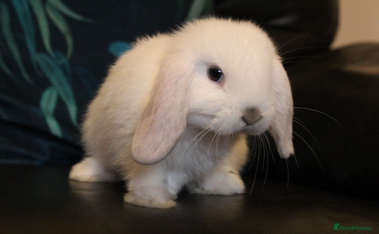 Mini Lop rabbits - Advert 1