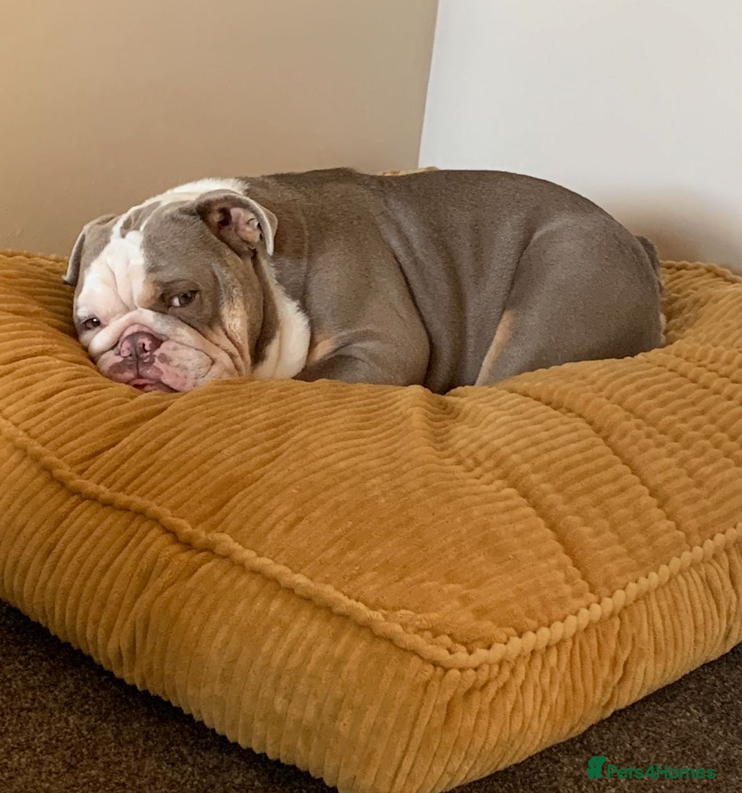 English Bulldog dogs for sale: British  bulldog for rehoming  - Advert 7