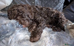 Labradoodle dogs for sale: 🐾Stunning Mini Labradoodle F1b Pups DNA Check🐾  - Image 37