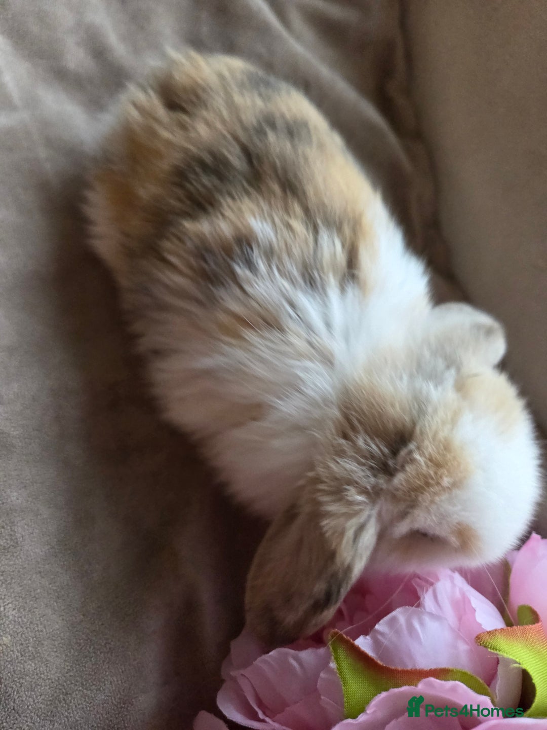 Mini Lop rabbits for sale: 🐰Beautiful baby mini lops 🐰 - Advert 10