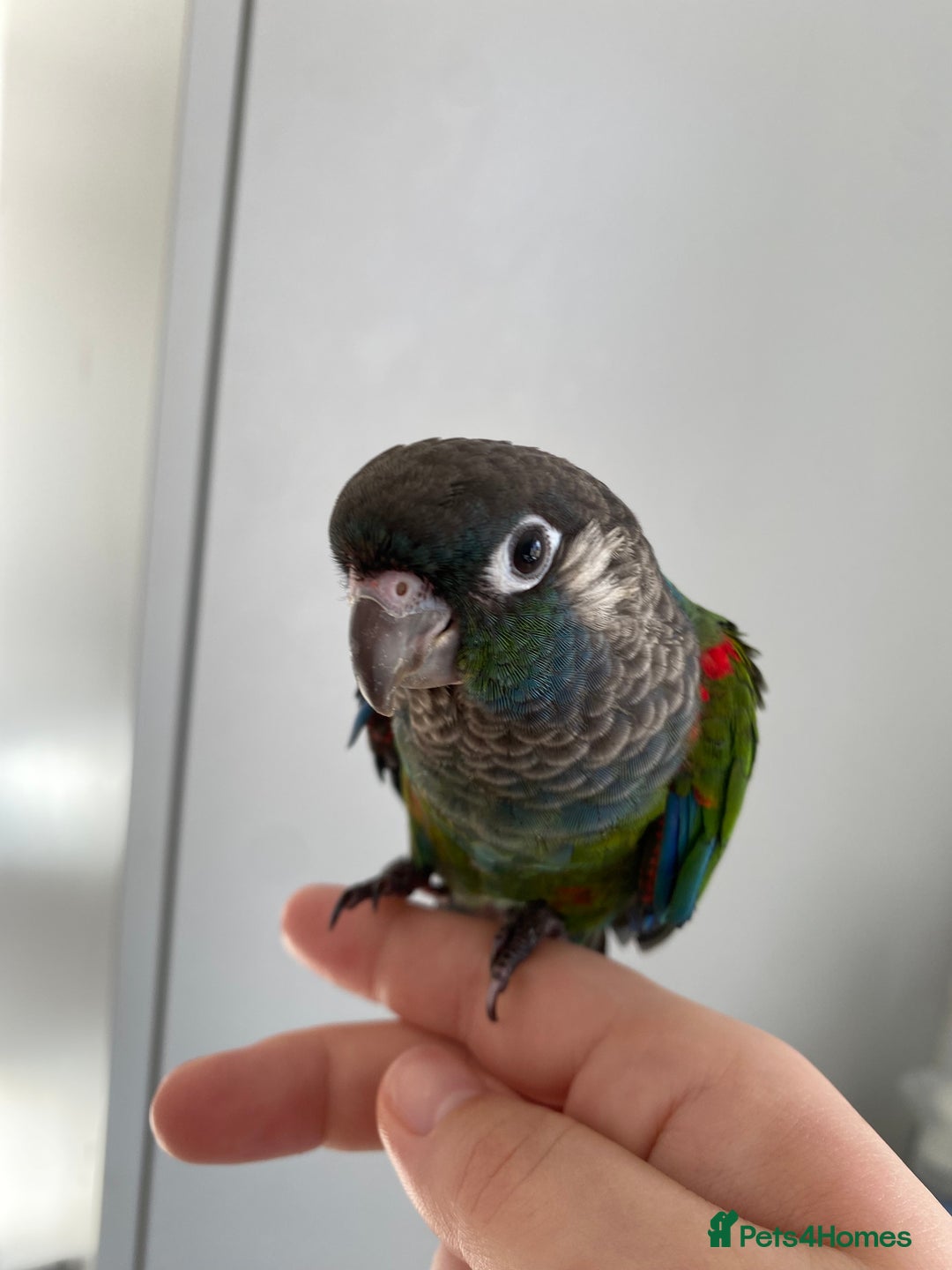 Conures birds for sale: Hand reared silly tame conure  - Image 4