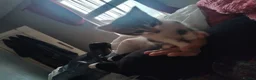 American Shorthair cats for sale: Beautiful playful male kitten for sale. - Advert 3