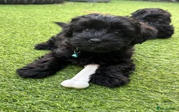 Mixed Breed dogs for sale: Cutest Havadoodles - Image 10