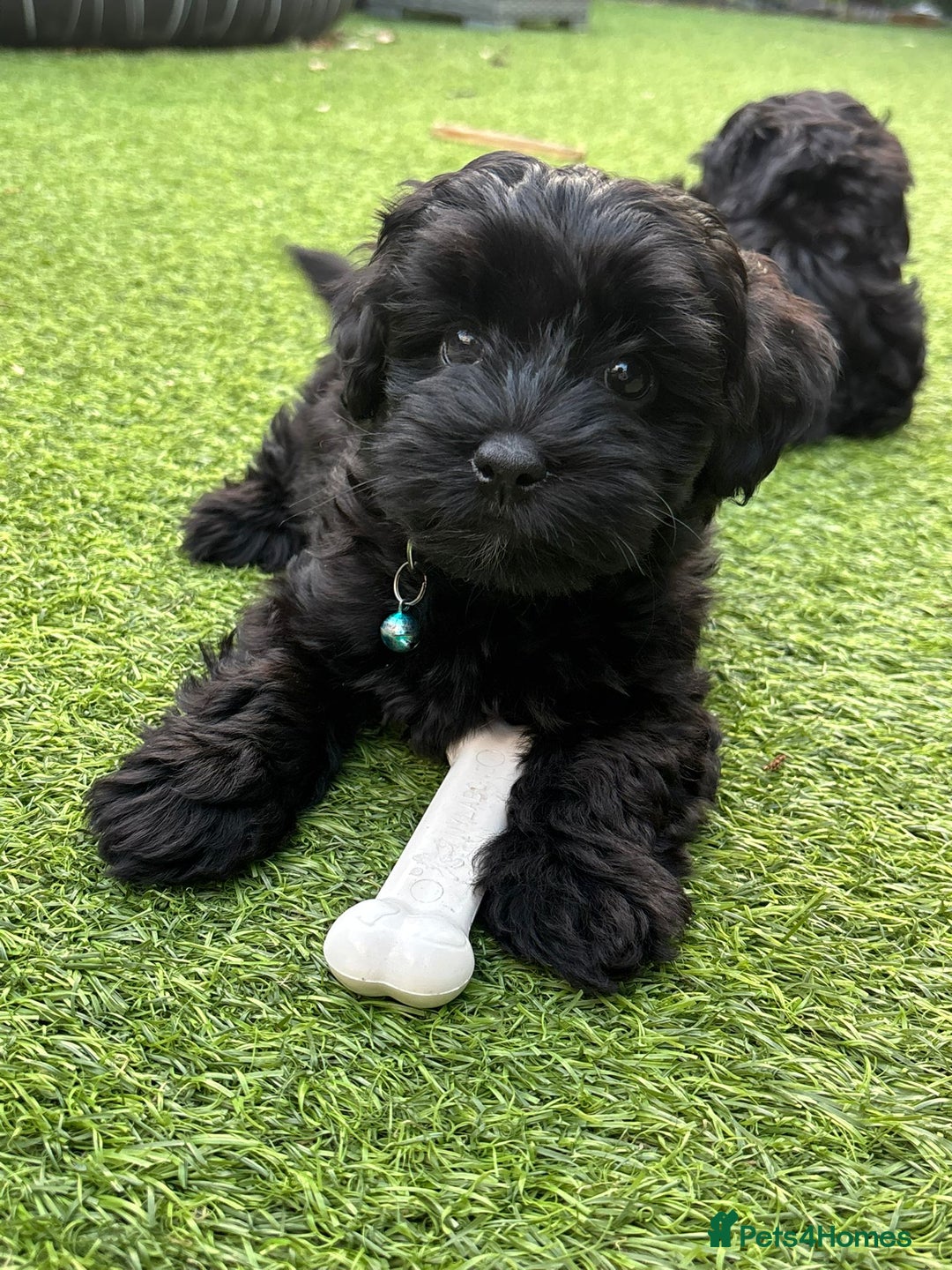 Mixed Breed dogs for sale: Cutest Havadoodles - Image 10
